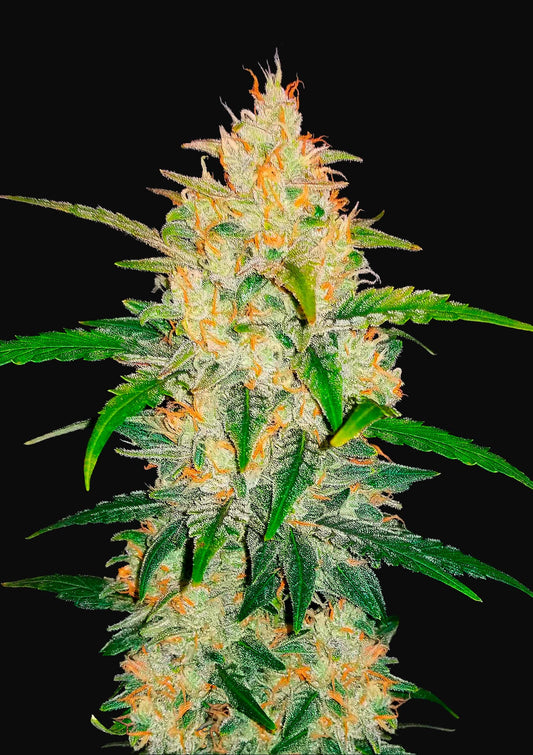 Zkittlez