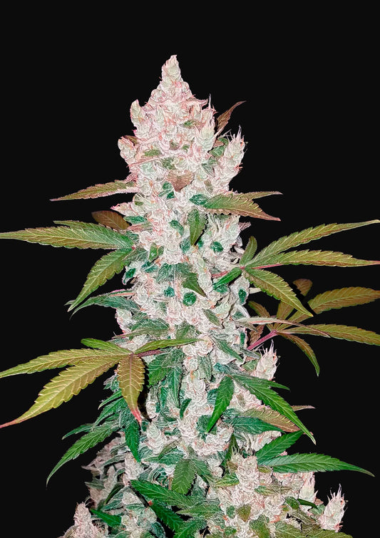 Girl Scout Cookies