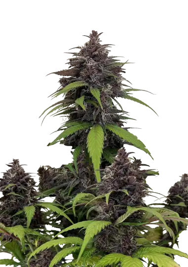 Purple Haze Auto