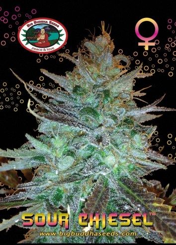 Sour Chiesel