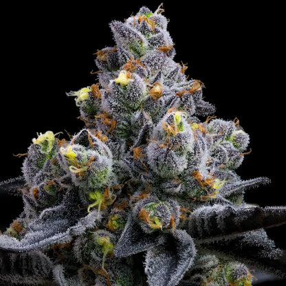 Garlic Cookies