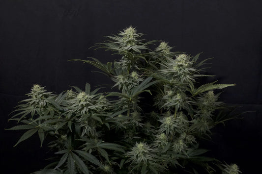 GG4 Sherbet FF (Fast Flow)