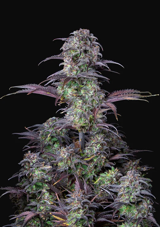 Original Auto Blueberry
