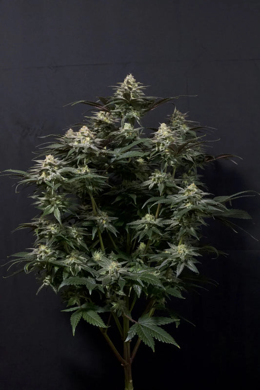 Purple Lemonade FF