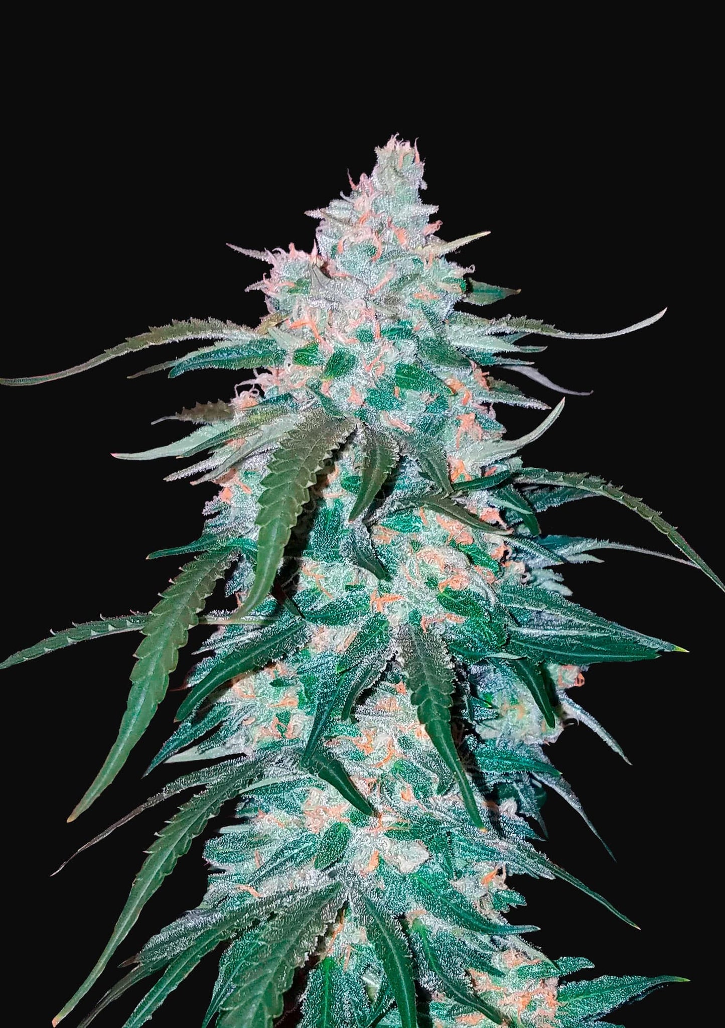 Pineapple Express