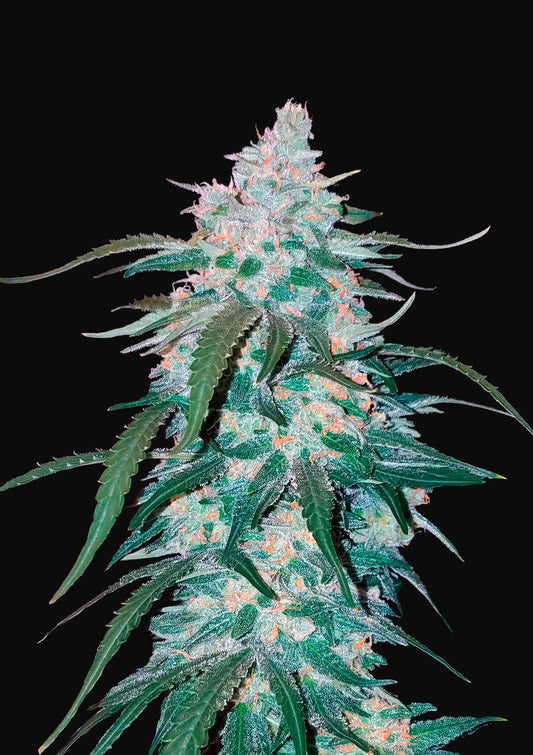 Pineapple Express