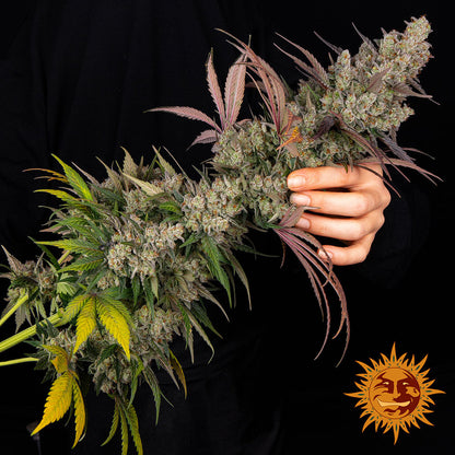 Kush Mintz