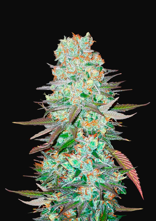 G14
