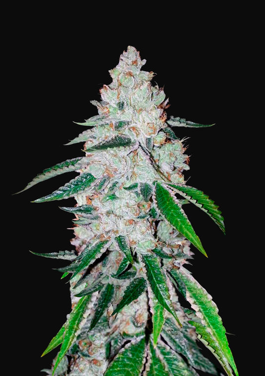 West Coast OG