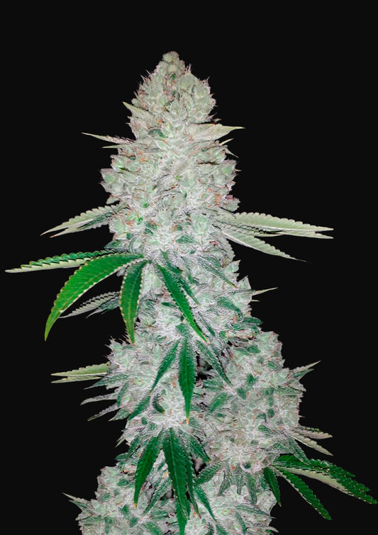 Gorilla Auto