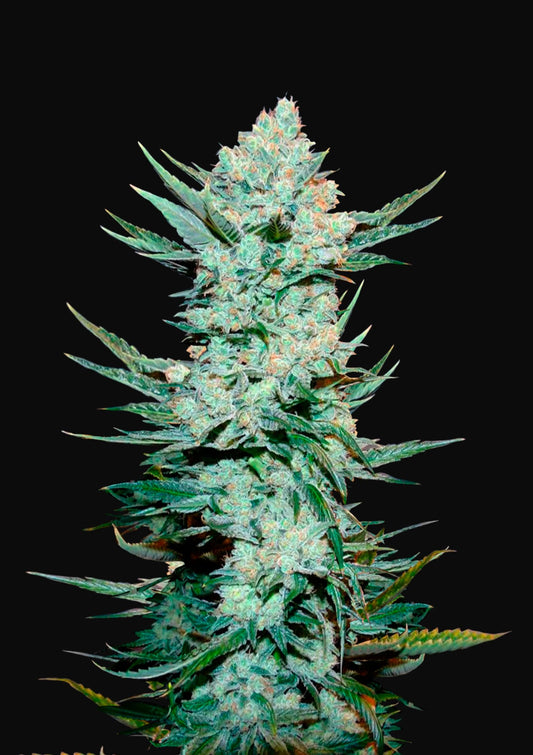 Tangie'matic