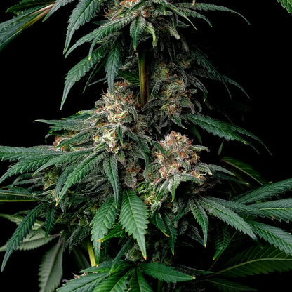 Mendo Breath