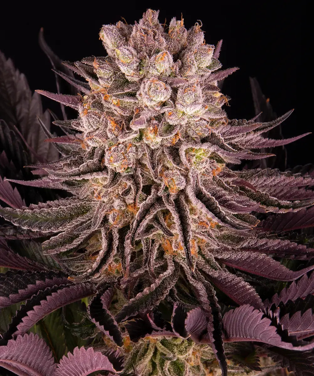 Mimosa x Orange Punch