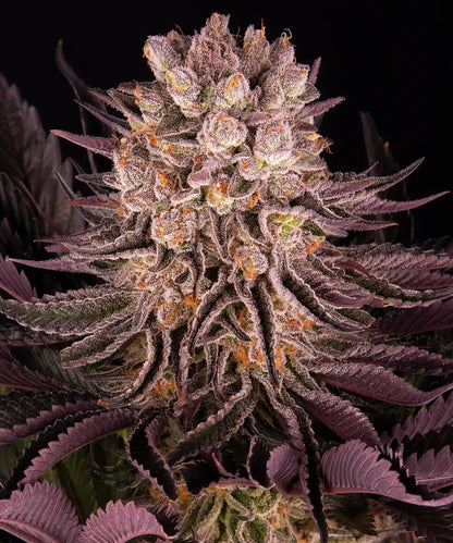 Mimosa x Orange Punch