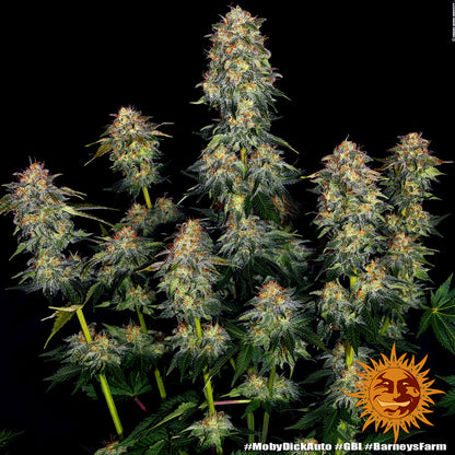 Moby Dick Auto