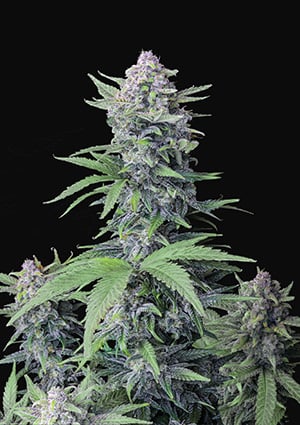 Tropicana Cookies Auto