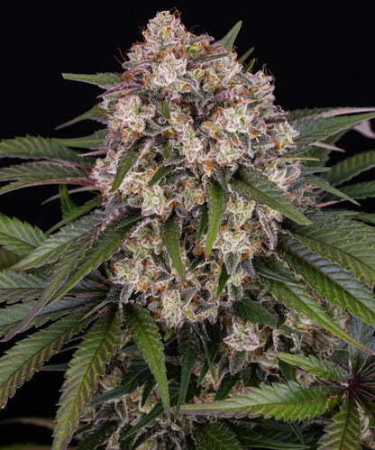 OG Kush Auto