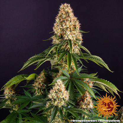 Orange Sherbert