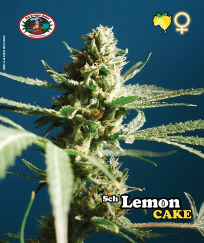 Sch' Lemon Cake