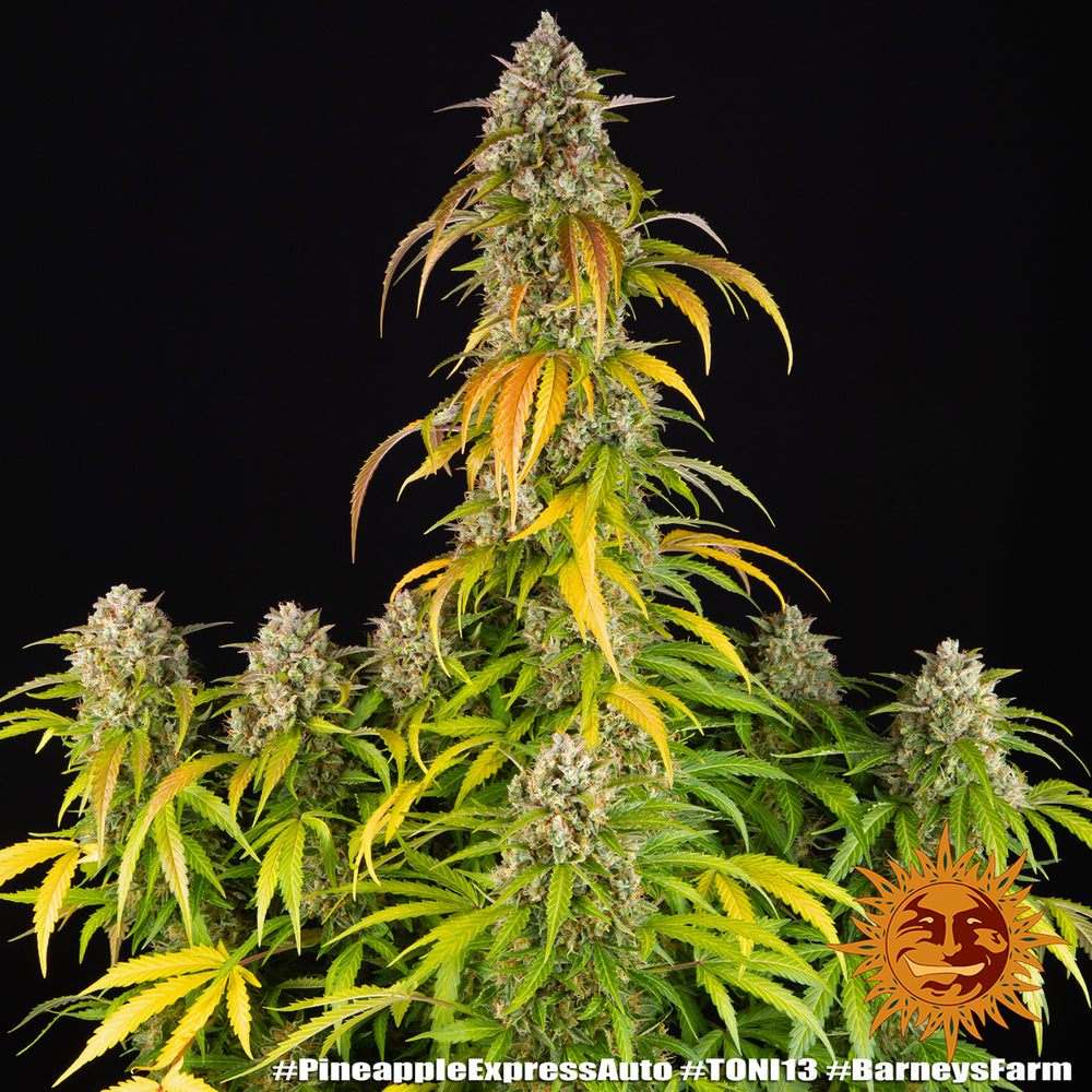 Pineapple Express Auto