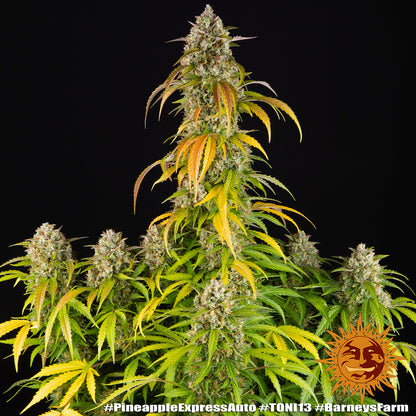 Pineapple Express Auto