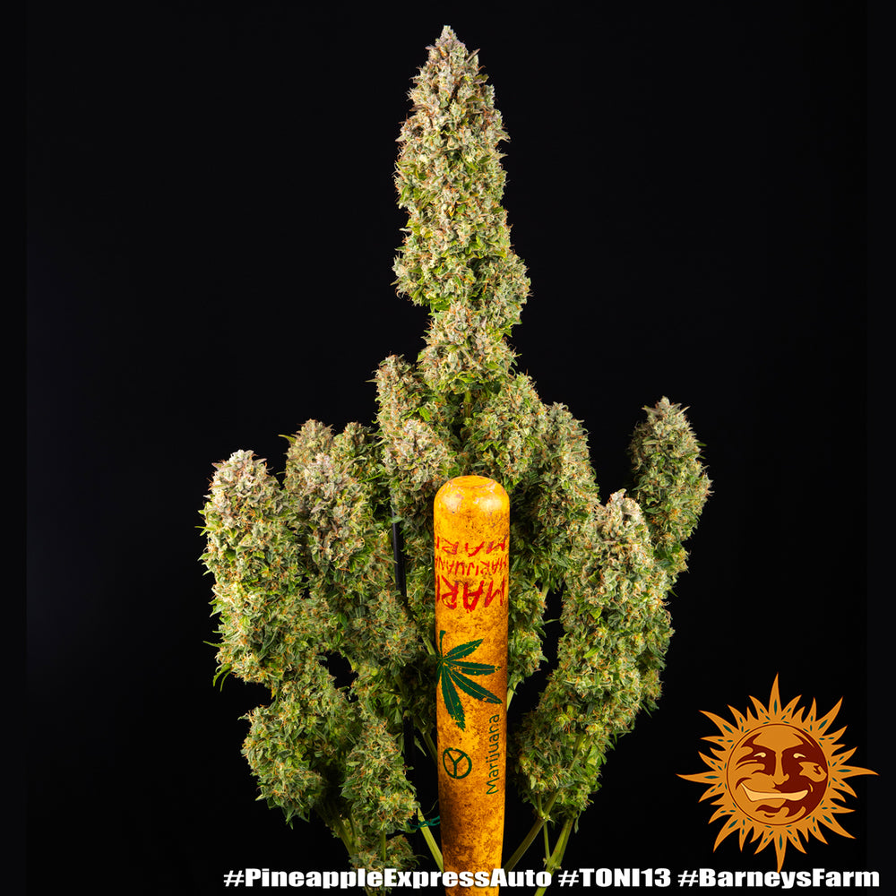 Pineapple Express Auto