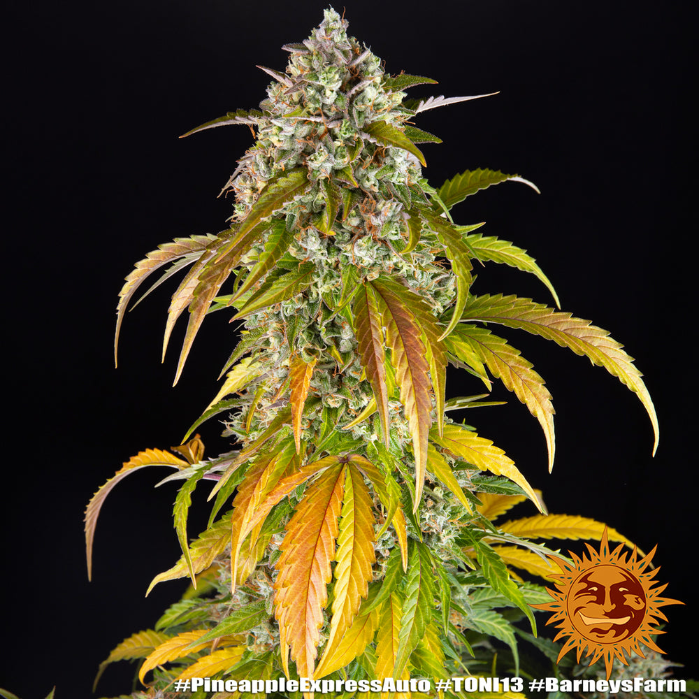 Pineapple Express Auto