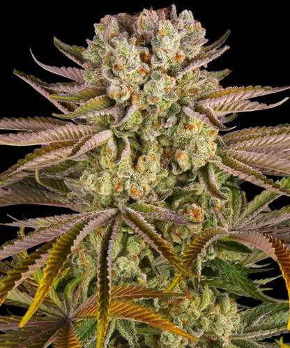 Pineapple Express