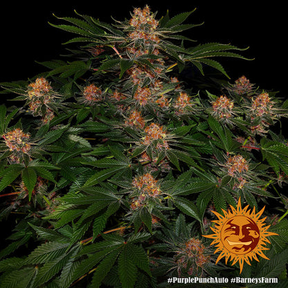 Purple Punch Auto