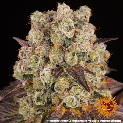 Punch x Lemon Drizzle