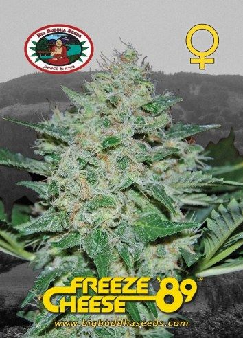 Freeze Cheese '89