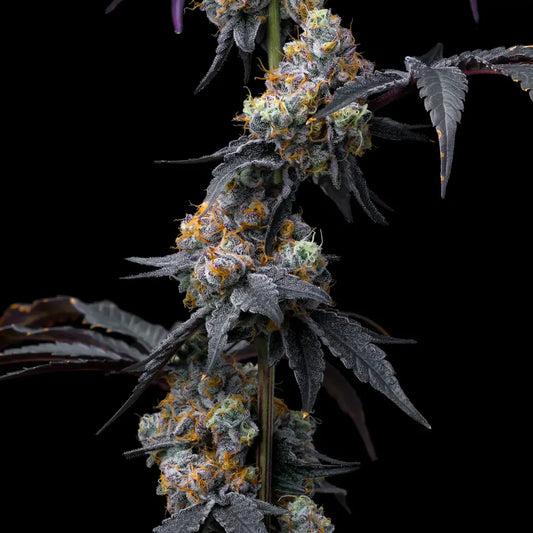 Rainbow Sherbet