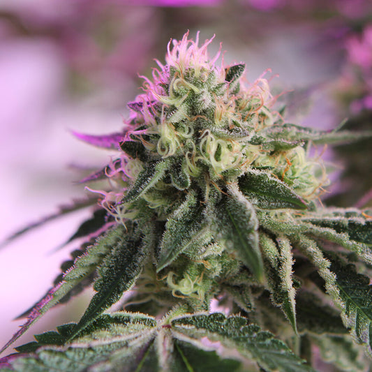 RS11 x Banana OG