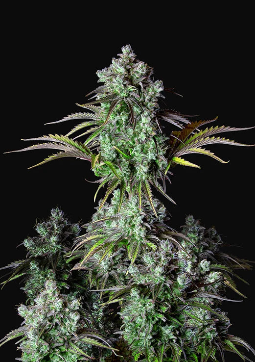 Original Auto Big Bud