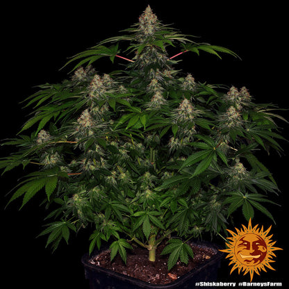 Shiskaberry