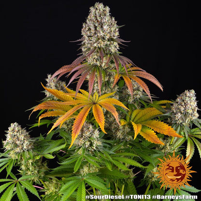 Sour Diesel