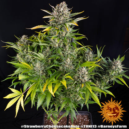 Strawberry Cheesecake Auto