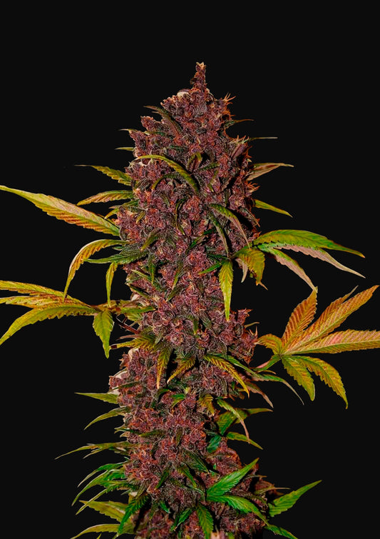 LSD-25