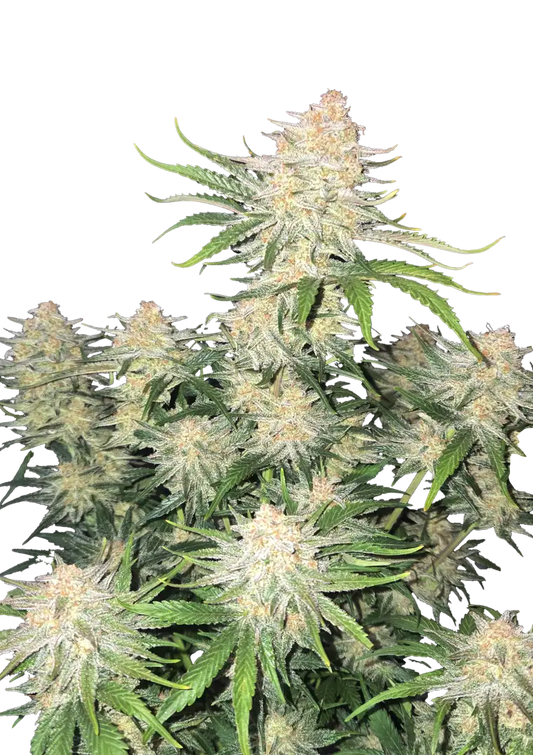 Frostbanger Auto