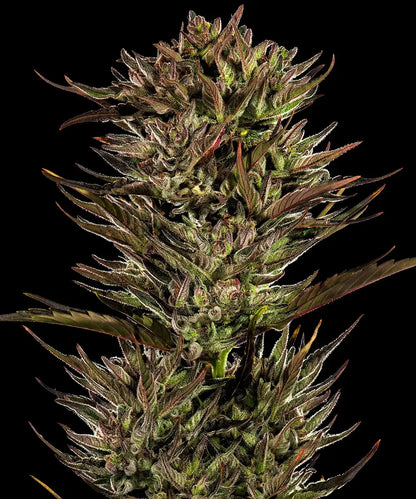 Thin Mint x Sour Pinot Auto