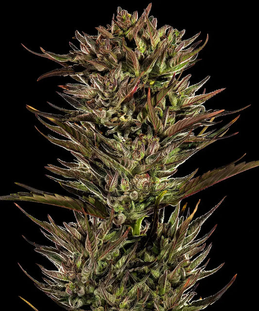 Thin Mint x Sour Pinot Auto