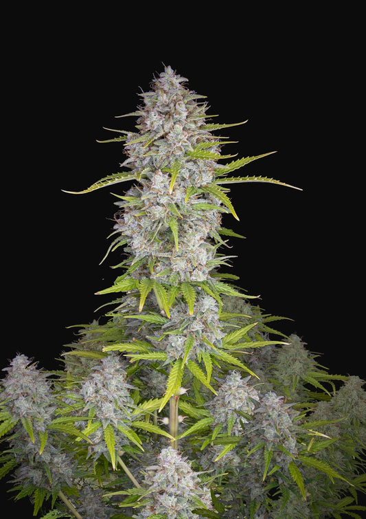 Orange Sherbet