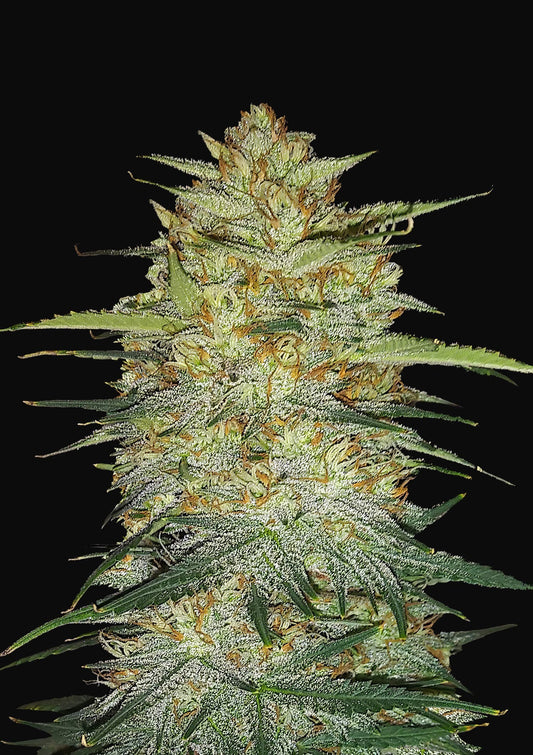 Original Auto OG Kush