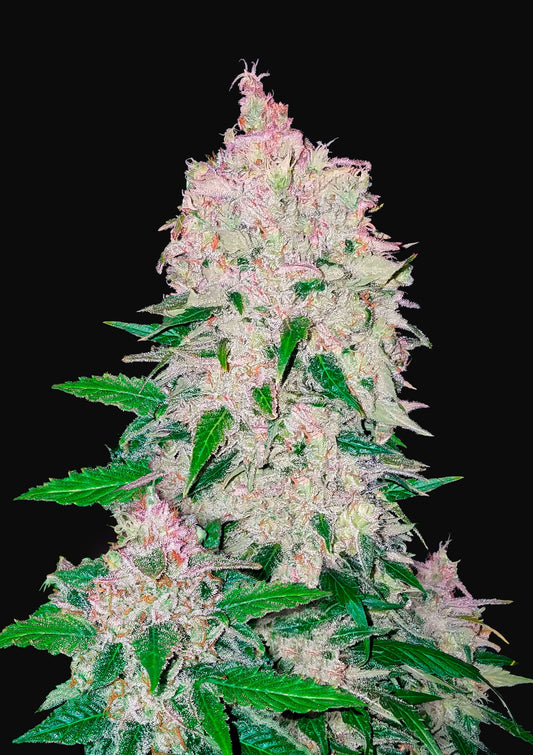 Stardawg