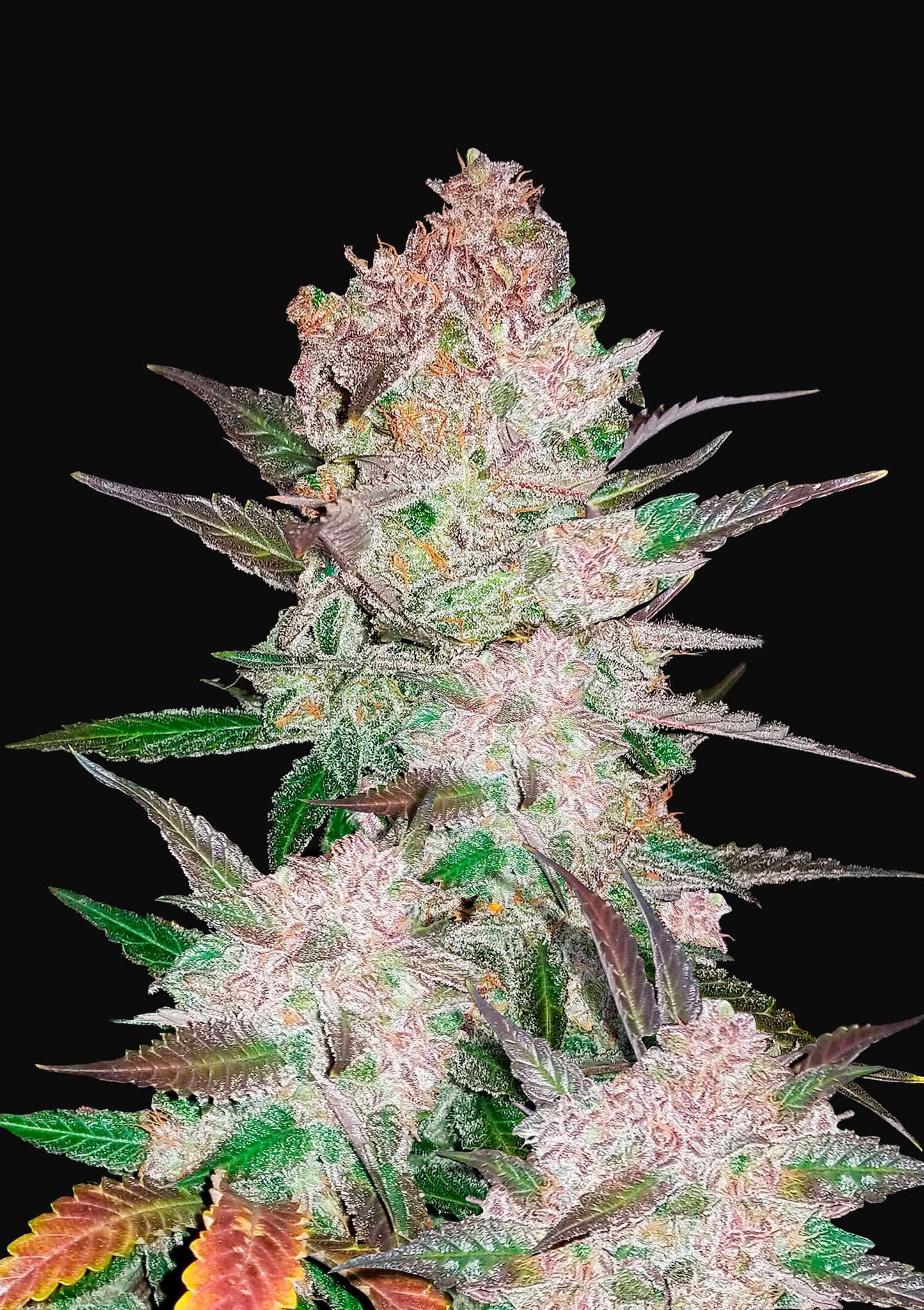 Cream Cookies